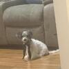 Toy poodle