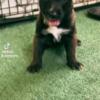 Purebred Belgian Malinois Puppies - Military Bloodlines, Ready for New Homes!