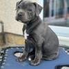 Staffordshire Bull Terrier Male & Female Puppies (Ready To Go Now -- $750