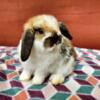 Holland Lop Doe with Pedigree