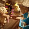 Male cockatiel with 4ft tall cage and toys