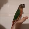 High Red G.C. Conure