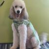 Large mini poodle male