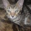 Bengal kitten