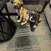 Puppies For Sell Presa Canario
