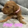 Pippa's Pink Girl - F1b Standard Goldendoodle - Morehead, KY 