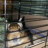 Super tame Degu