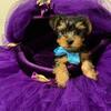 Yorkshire Terrier puppies available for reservation