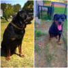 Akc Rottweilers put your deposit down