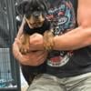 Rottweiler puppies due 9/14