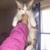 12 week old maincoon mix kittens