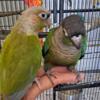 Bonded Pair of Conures