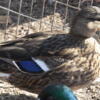 Call Ducks in Monticello near Tallahassee