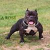 Micro exotic bullies available