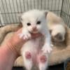 3 Ragdoll kittens born August 10th