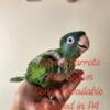 Blue Crown conure babies