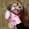 Havanese (one left)