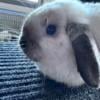 Holland Lop For Sale