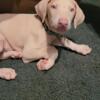 Doberman female 10wks old white