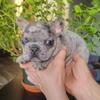 New Litter of Adorable Frenchie Pups Available