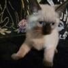 Seal point kittens available 