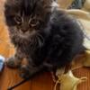 Maine Coon male black & grey striped tabby kitten from champion bloodlines