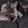 Velvet Big Rope French Bulldog puppy