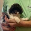 Toy Poodle puppies, adorable, bouncing, fun. 7 weeks