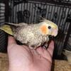 Cockatiels for Christmas