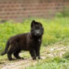 AKC German Shepherd Puppies