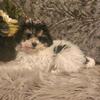 Mini petite bernedoodle