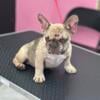 Akc merle small frenchie male puppy