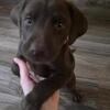 Male chocolate lab puppy