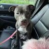 Pitbull rehoming
