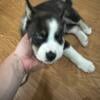 Husky/pit puppy mix cute dog