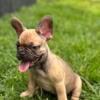 Frenchie puppies AKC