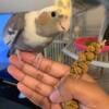 1yr old cockatiels