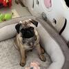 Male Pug Puppy