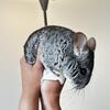 Chinchilla for Sale – $190 (Cash Only)