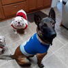 Blue-Service Dog/Protection