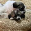 Great Pyrenees Puppies - Purebred - Born December 13th, 2023 - 3 female, 3 male