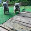 French bulldog puppys Fluffy French Bulldogs