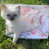 TICA Registered Blue Point Ragdoll Kitten (Female)