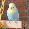 English Budgies Available 🐦💙