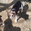 Female beagle 6 months fully vaccinated and crate trained