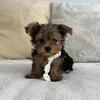 Teacup male yorkie