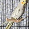 Pearl cockatiel