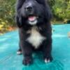 Newfoundland puppies