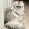 Shaded Smoked Persian Female