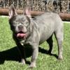 Lilac Male French Bulldogs